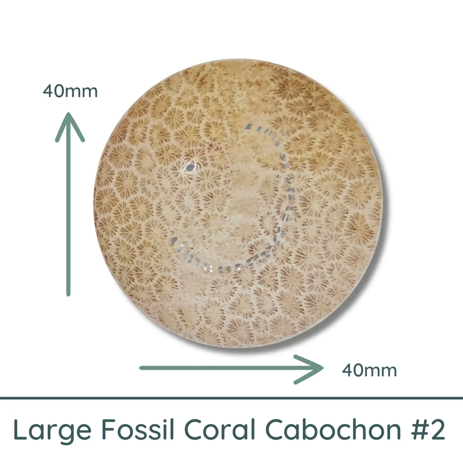Fossil Coral Large Round Cabochon #2, 40mm