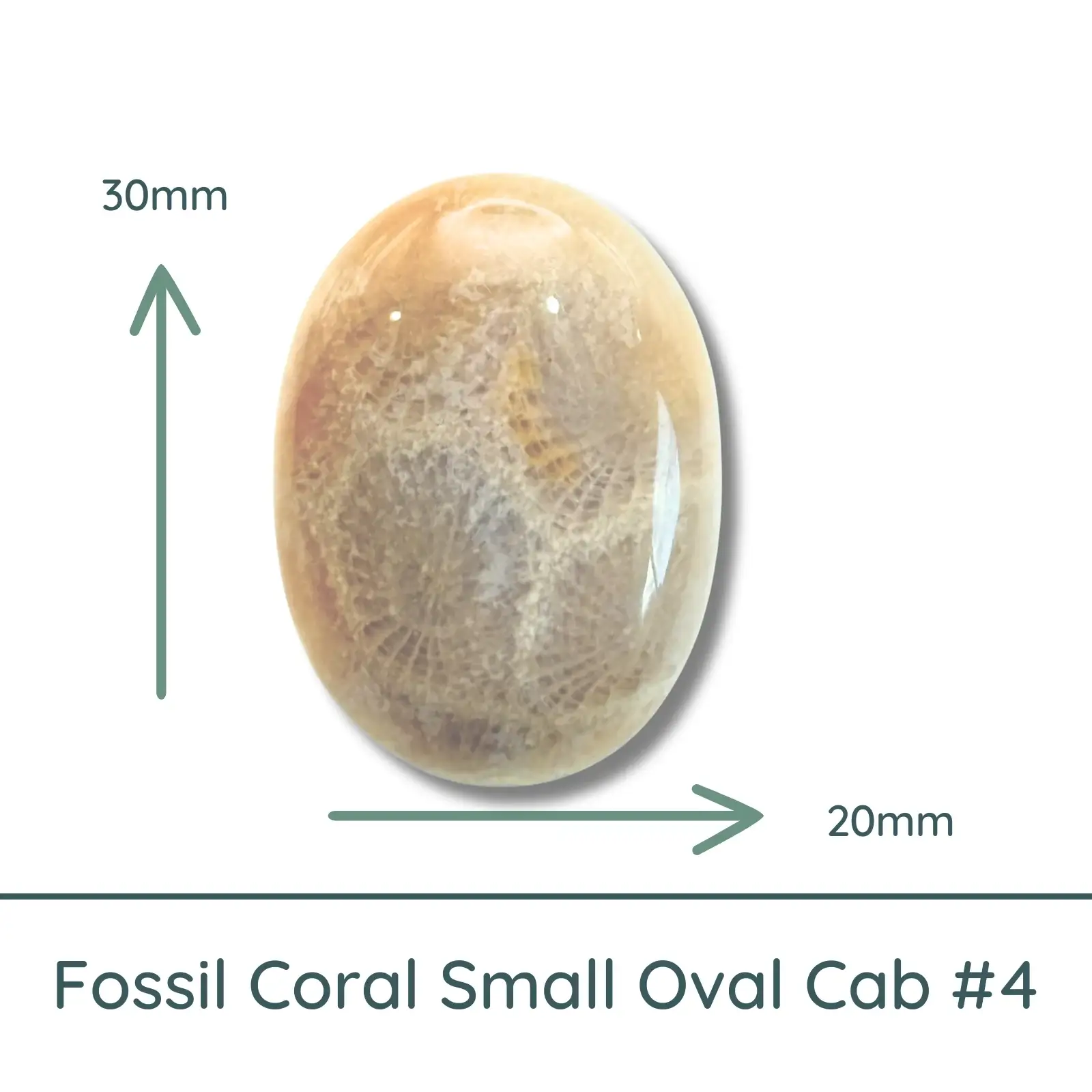 Fossil Coral Small Oval Cabochon #4, 20x30mm